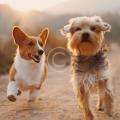 Flying with dogs: best and banned breeds on airlines