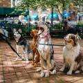 Delicious homemade dog recipes perfect for training